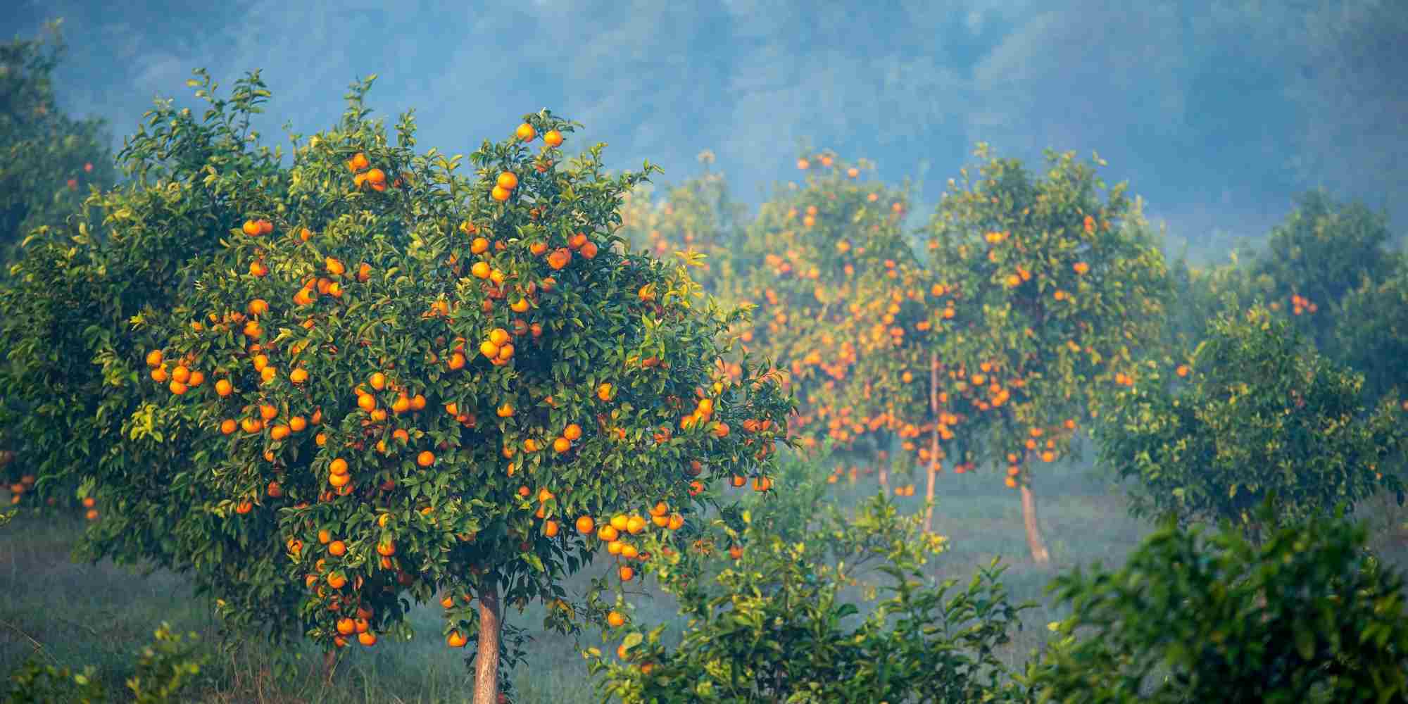 O inverno dos citrinos: essencial para a sua sobrevivência