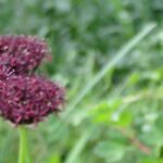 Os Allium ou alhos ornamentais de flores púrpura