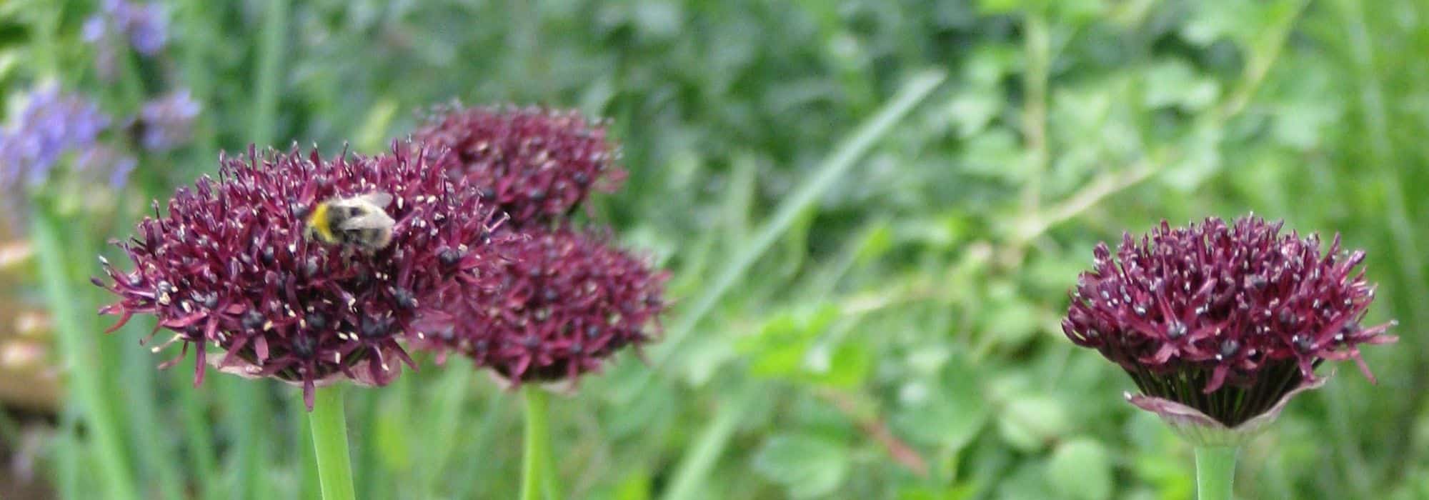Os Allium ou alhos ornamentais de flores púrpura