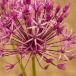 Alho ornamental: descubra as variedades mais bonitas com flores cor-de-rosa!
