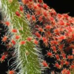 Como eliminar os aranhiços vermelhos das plantas de interior?