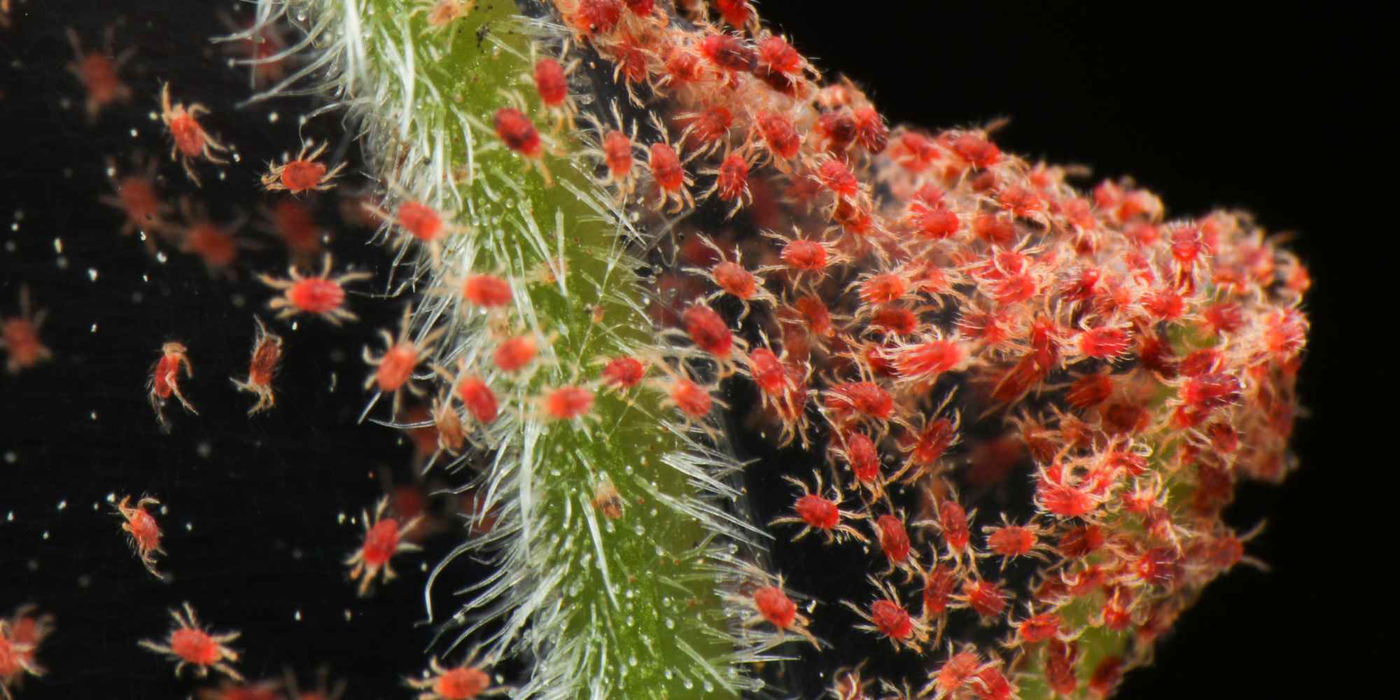 Como eliminar os aranhiços vermelhos das plantas de interior?