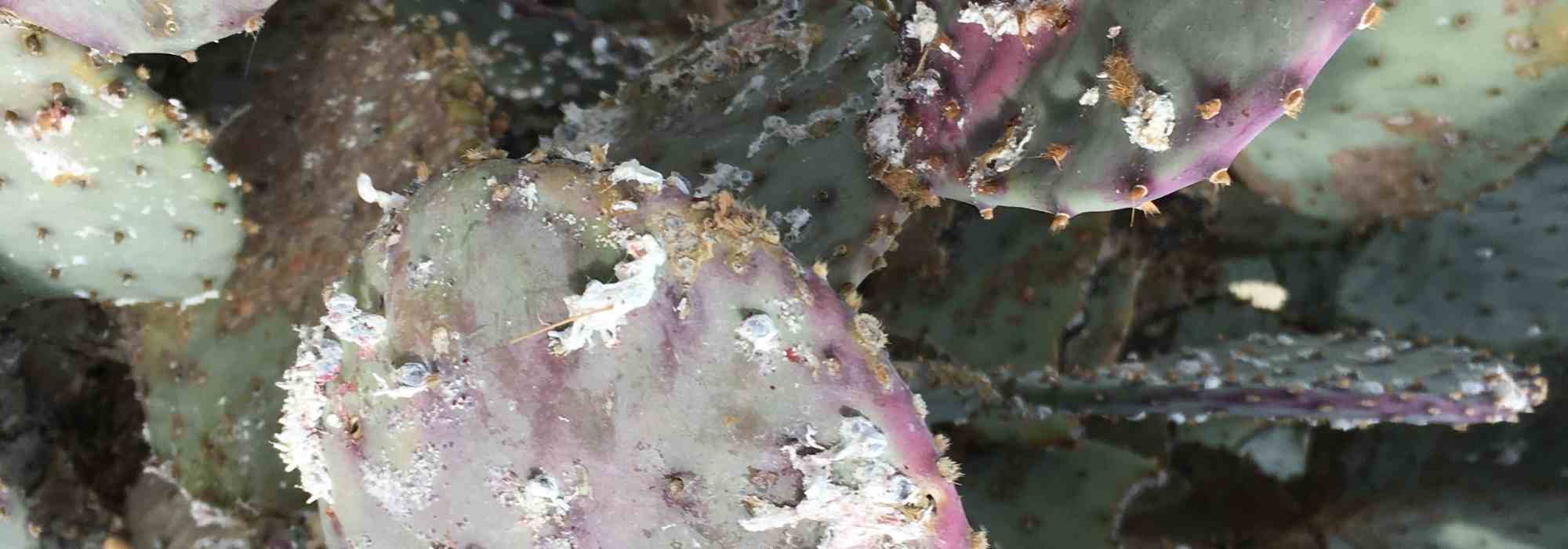 Como eliminar naturalmente as cochinilhas das plantas de interior?