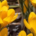Açafrão-da-primavera: como obter uma floração mais prolongada no jardim?