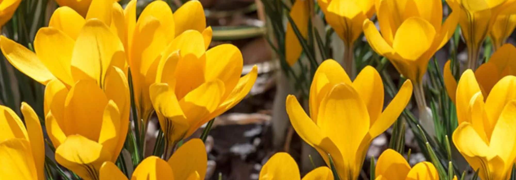 Açafrão-da-primavera: como obter uma floração mais prolongada no jardim?