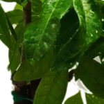 As doenças e pragas da Pachira