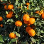 Como cultivar um citrino em plena terra para otimizar a frutificação?