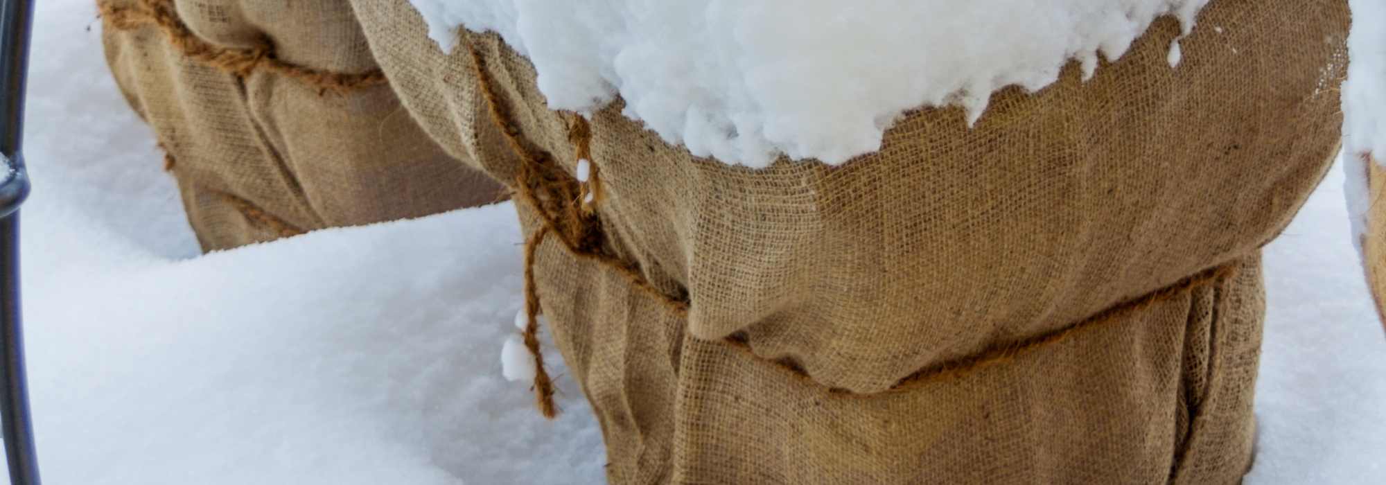 Proteger as suas plantas no inverno: combater o frio e a desidratação