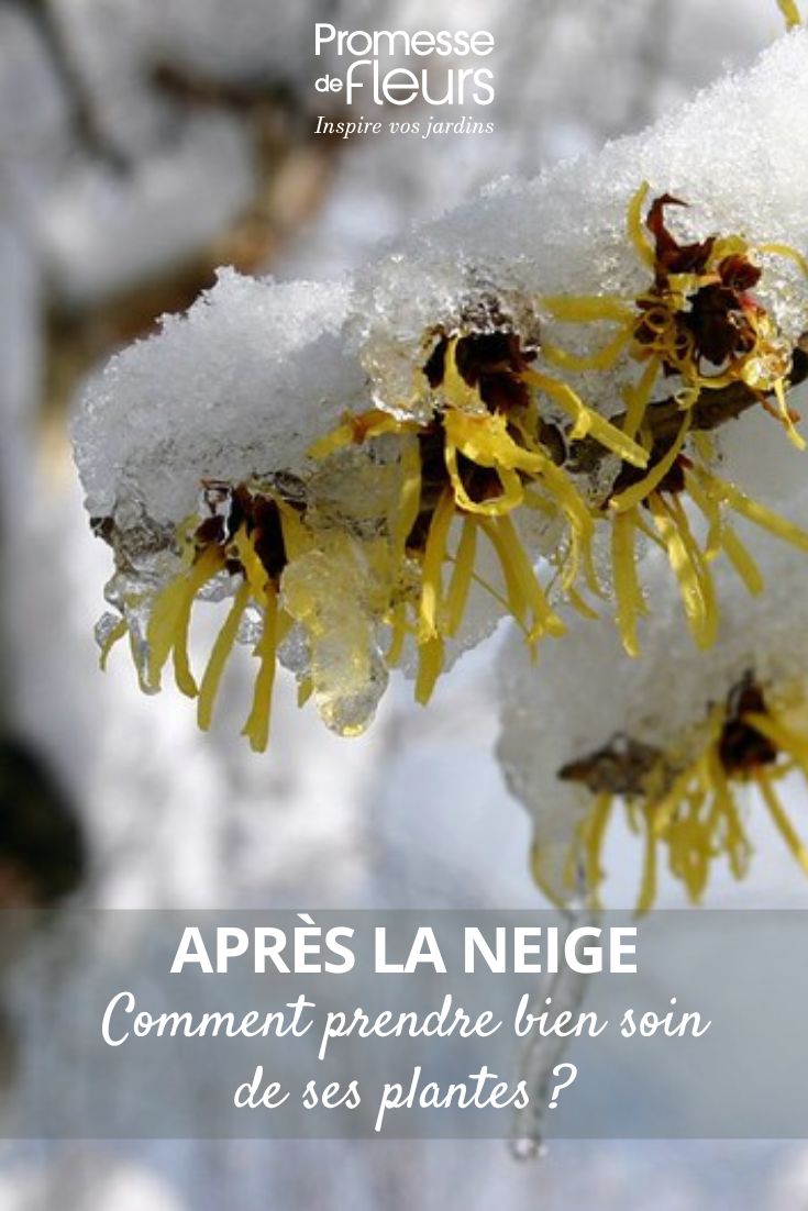 ajudar as plantas depois de nevões no jardim