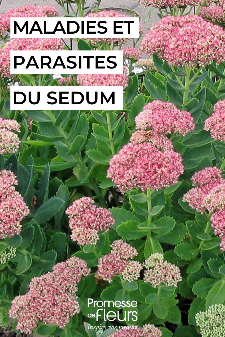 Cuidar dos sedums