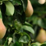 Como (realmente) fazer uma poda desastrosa das suas fruteiras?