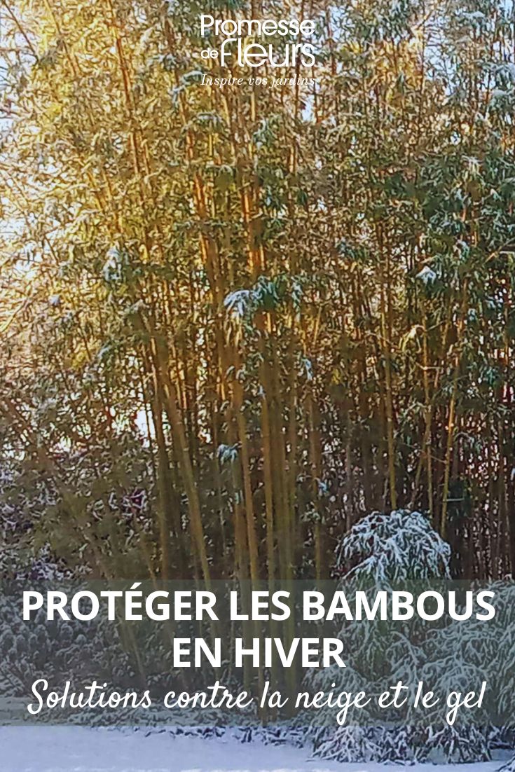 Proteger os bambus de sebe da neve