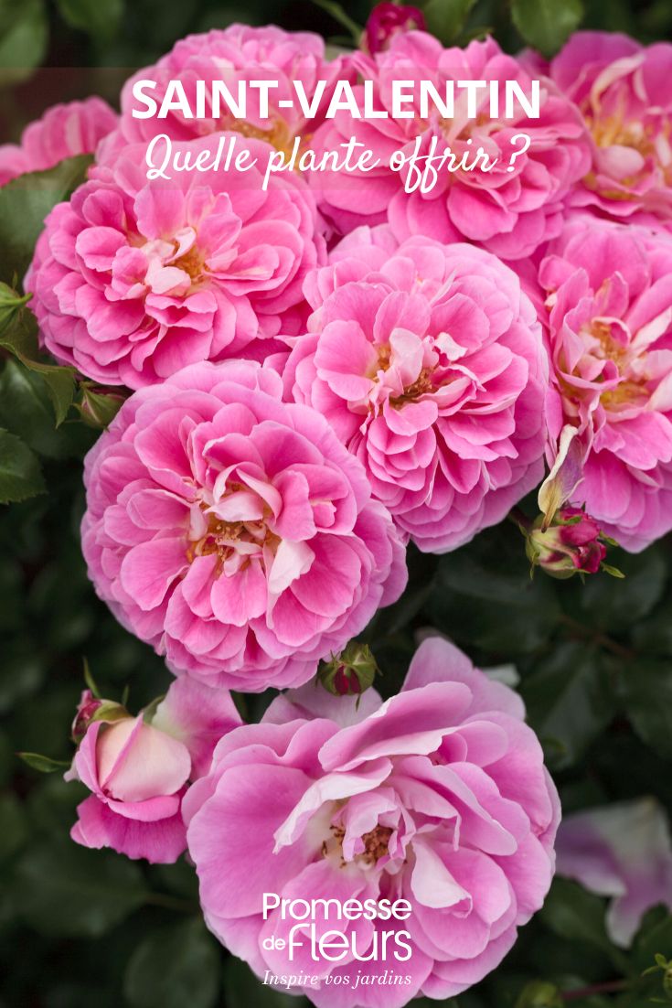 Roseira LOVELY PINK ® Meinoplius