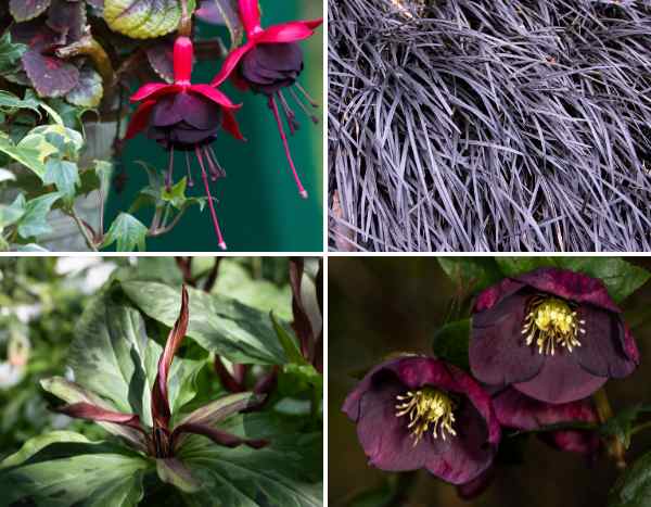Tendência de cor 2026: Dark Academia, o jardim melancólico e romântico
