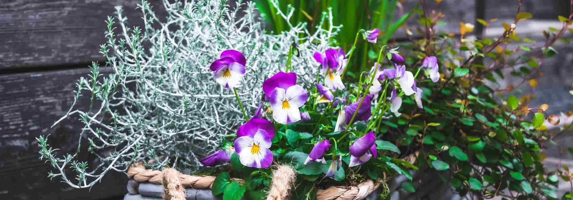 Criar uma bonita floreira de inverno: 3 ideias coloridas
