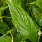 Doenças e pragas do lírio-da-paz ou Spathiphyllum