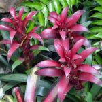 Como multiplicar a guzmania em casa?