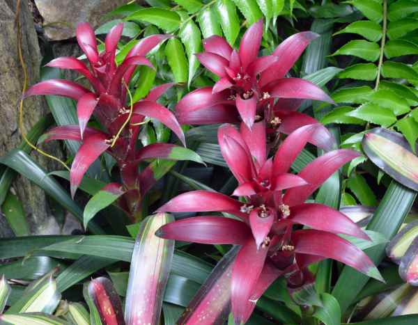 Como multiplicar a guzmania em casa?
