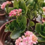 Como multiplicar facilmente o kalanchoe em casa?