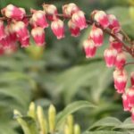 Que plantas oferecer no Dia de São Valentim?