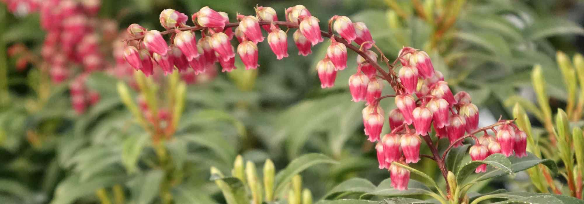 Que plantas oferecer no Dia de São Valentim?