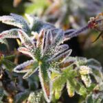 Plantas sensíveis ao frio: onde as colocar para as proteger eficazmente do frio?