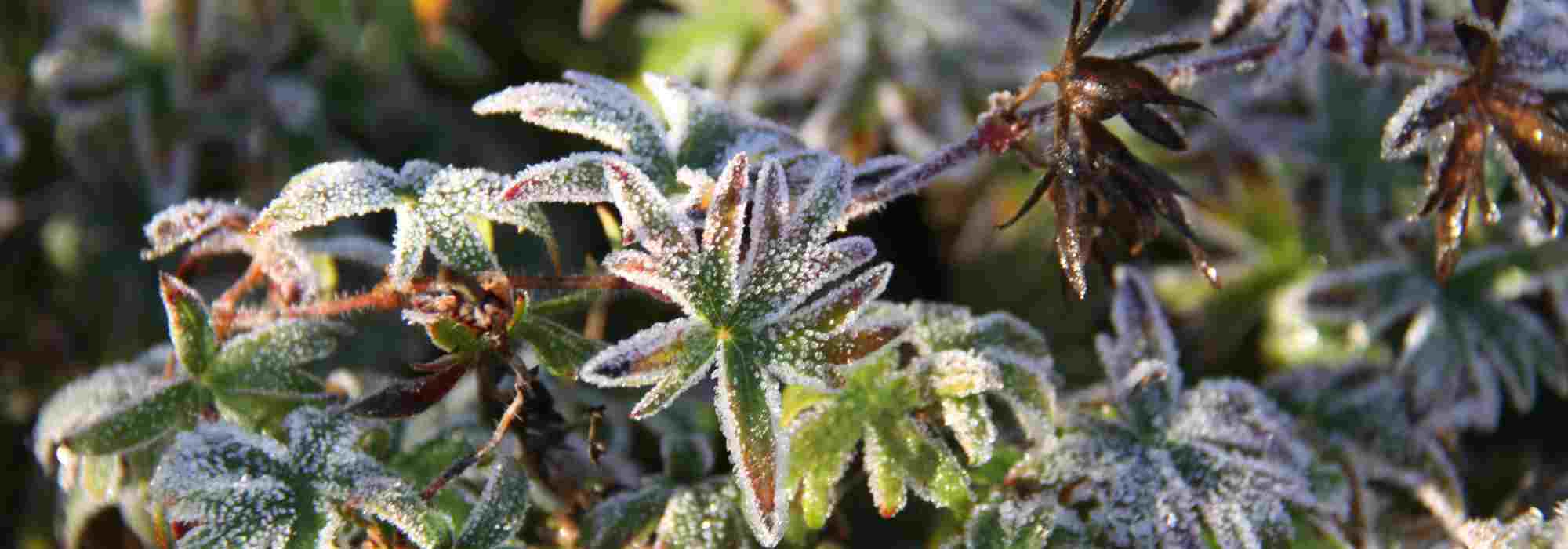 Plantas sensíveis ao frio: onde as colocar para as proteger eficazmente do frio?