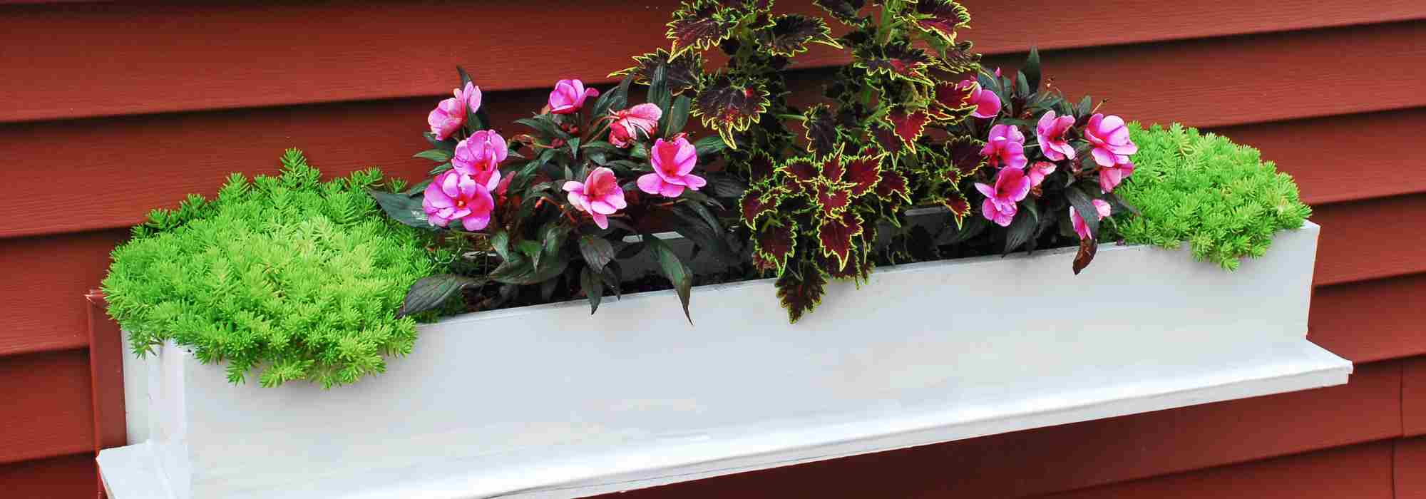 Plantas ideais para uma floreira estreita: as nossas melhores opções