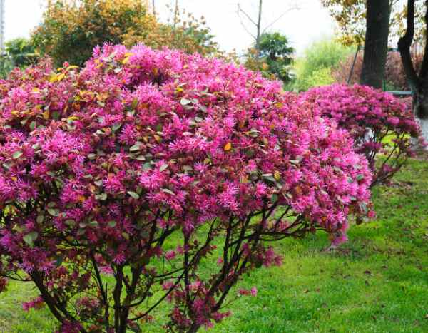 Poda do Loropetalum: os gestos essenciais para uma bela floração