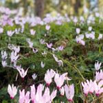 As plantas perenes de floração precoce: para deixar rapidamente o inverno para trás!