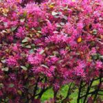 Que Loropetalum escolher para o jardim?