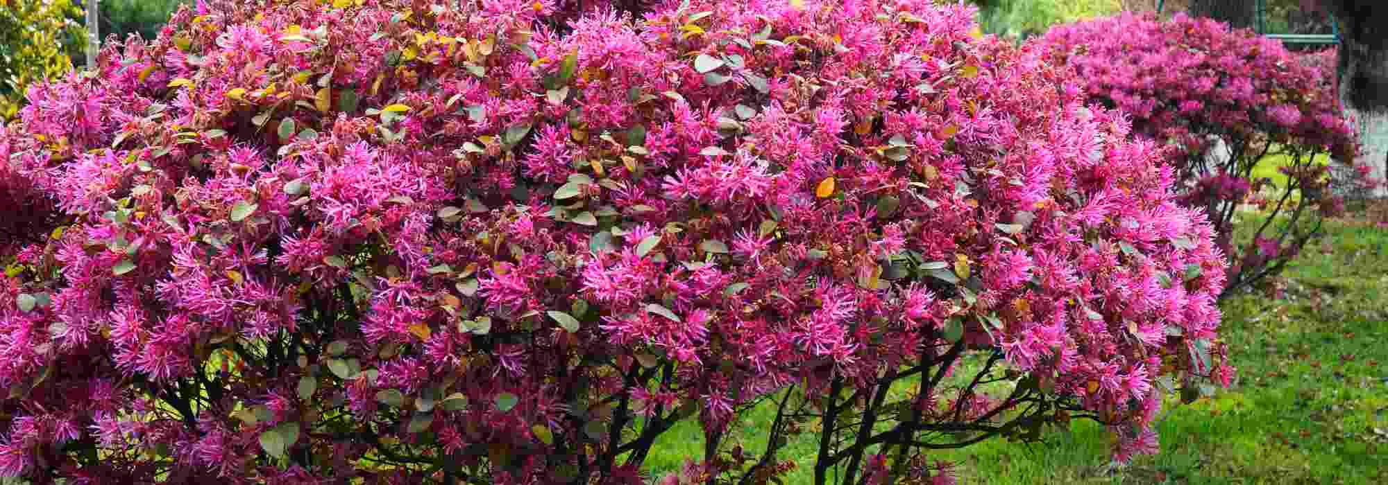 Que Loropetalum escolher para o jardim?