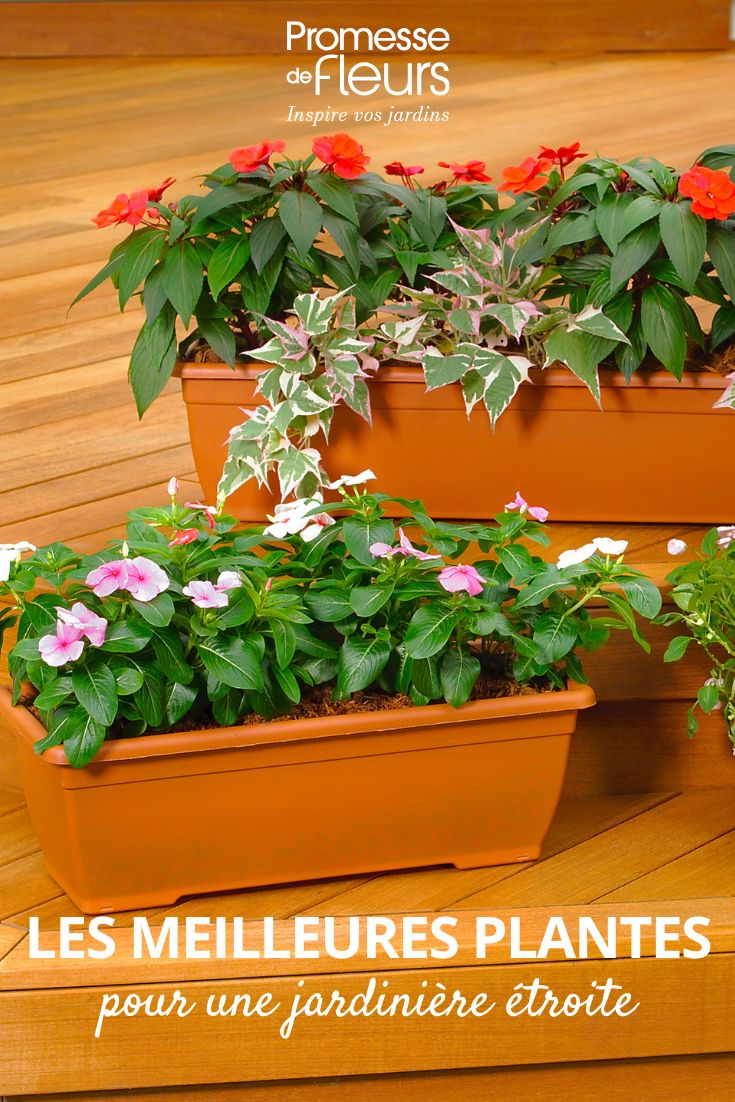 plantas anuais em floreira