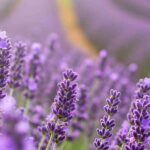 Alfazema e saúde: cultivá-la para usufruir dos seus benefícios