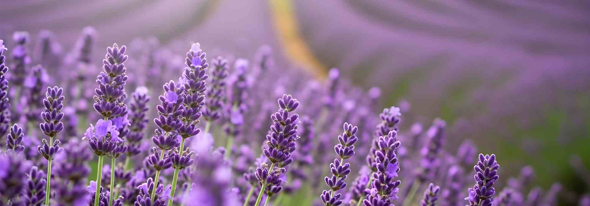 Alfazema e saúde: cultivá-la para usufruir dos seus benefícios