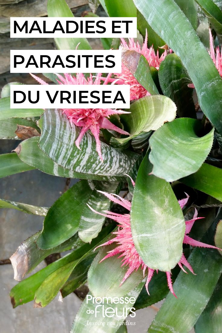 cuidar da vriésia