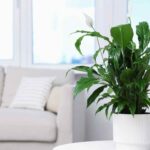 Spathiphyllum: os cuidados ao longo das estações