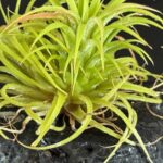 Planta do ar: doenças e pragas comuns