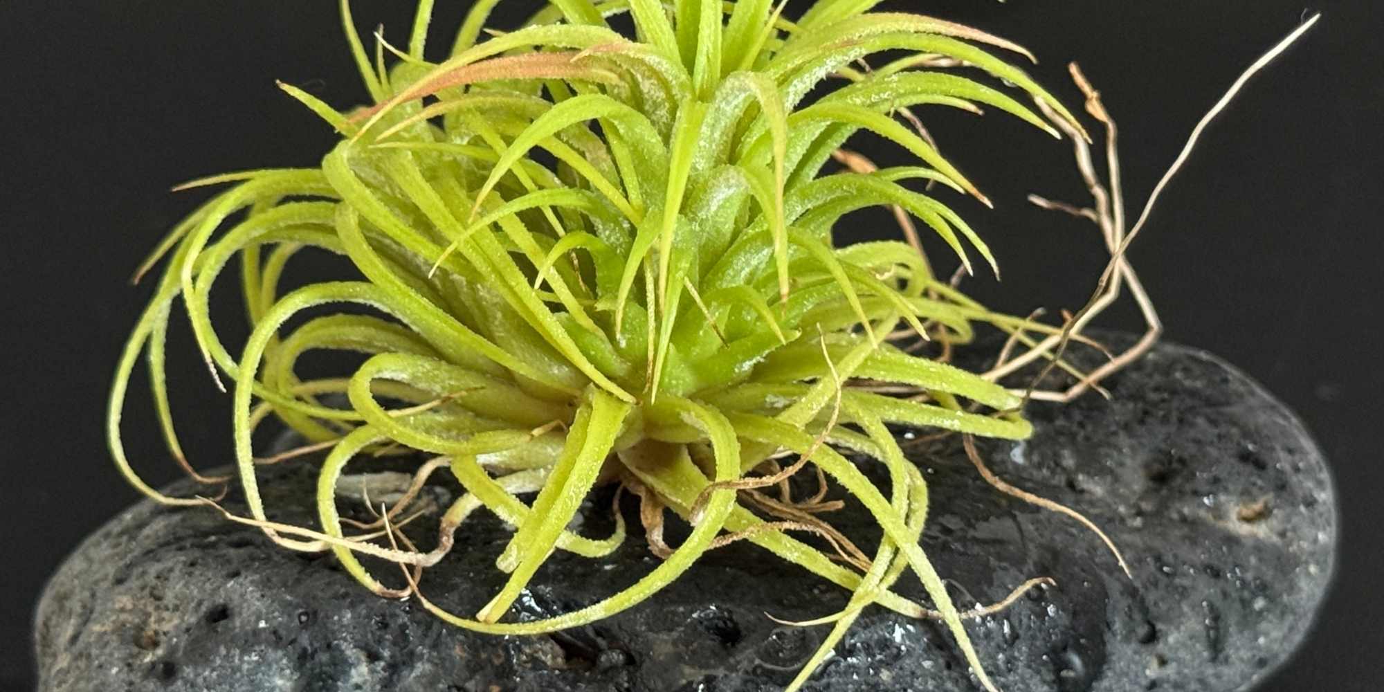 Planta do ar: doenças e pragas comuns