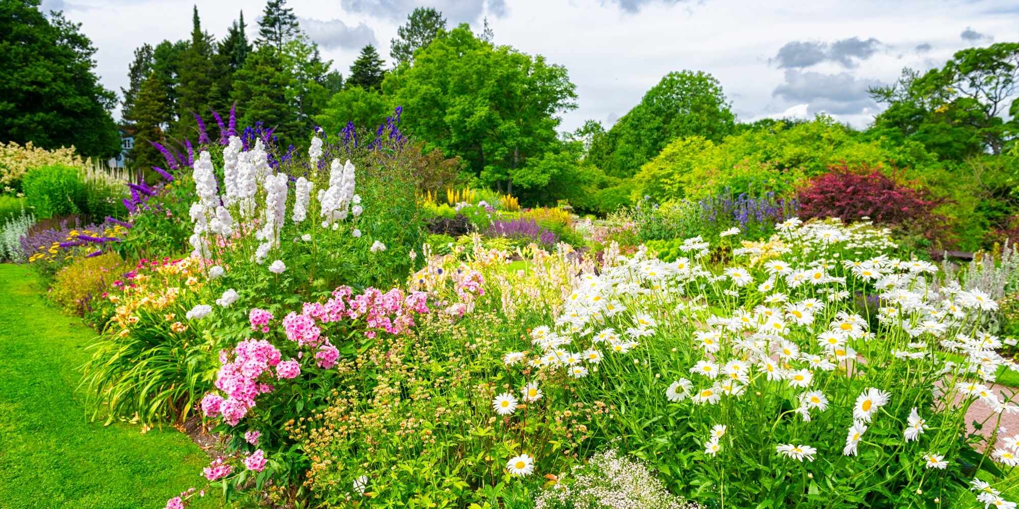 Plantação de plantas perenes de raízes nuas: os erros a evitar!