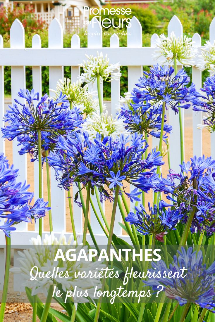 flores de agapanto