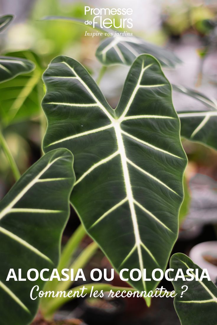 Alocasia micholitziana Frydek, diferenças entre Alocasia e Colocasia