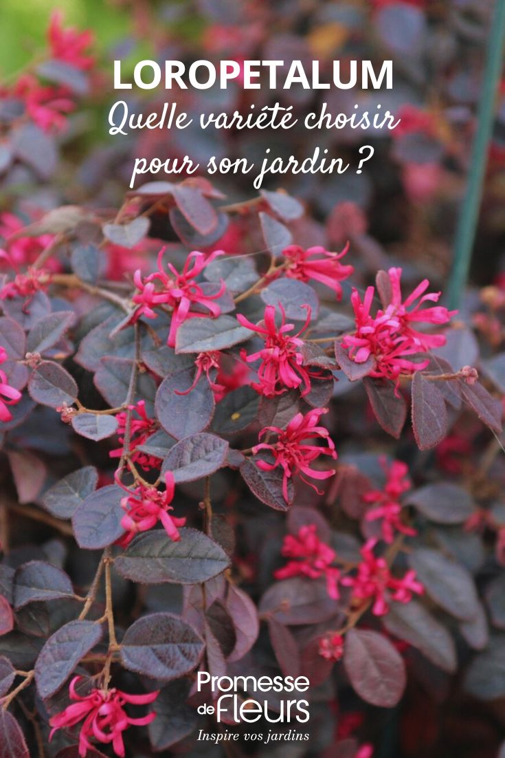 folhagem e flor de Loropetalum