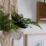As fetas de interior: plantas elegantes para valorizar a decoração