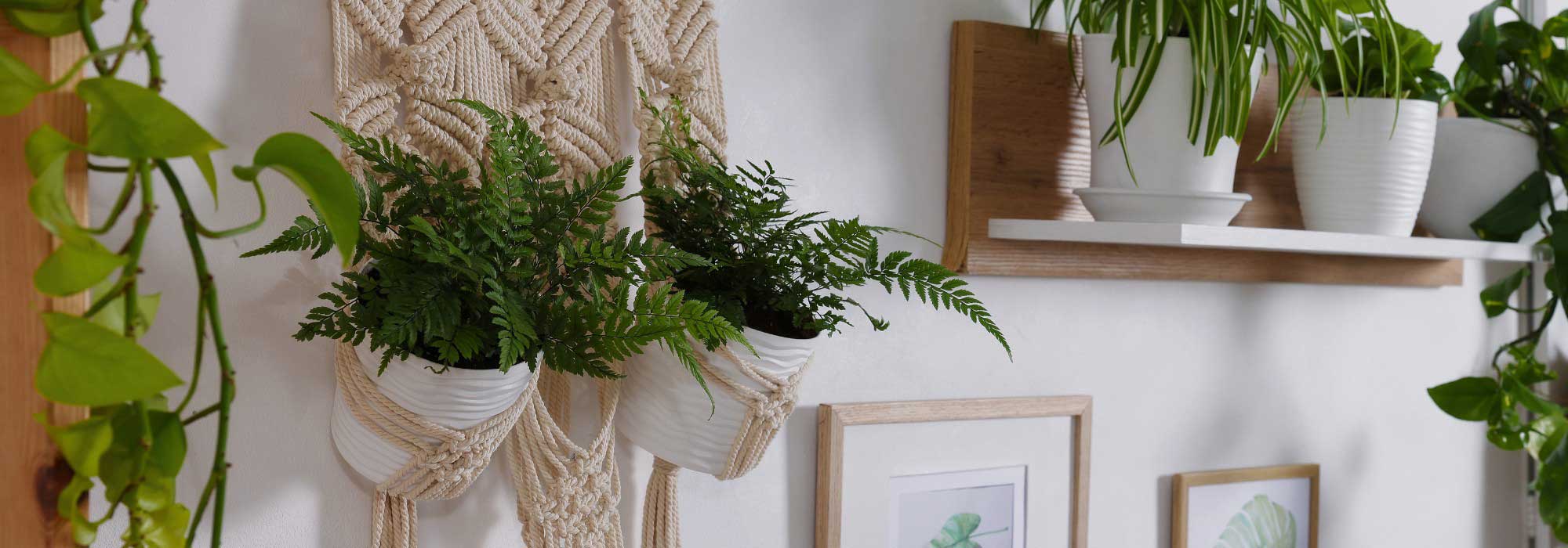 As fetas de interior: plantas elegantes para valorizar a decoração