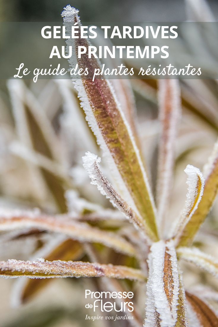 geada numa planta