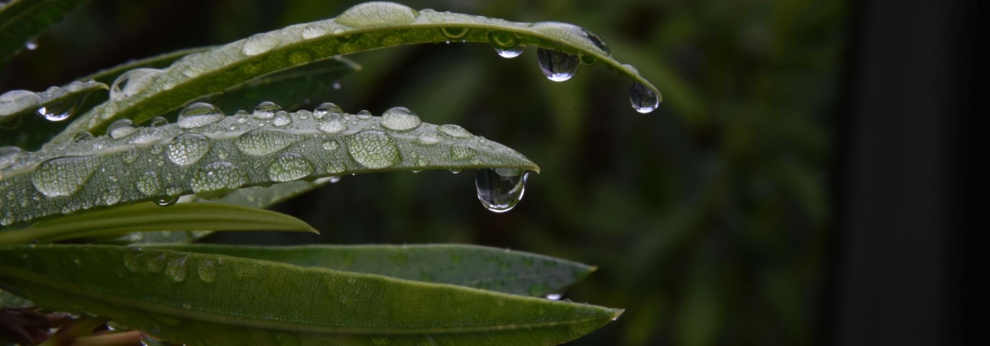 Primavera muito húmida: como ter sucesso nas plantações?