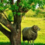 Criar uma ovelha no jardim: o que diz a lei?