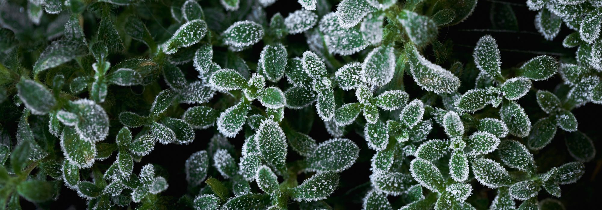 Geadas tardias na primavera: o guia das plantas resistentes