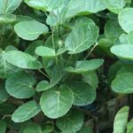 Polyscias: como cultivá-lo com sucesso no interior?
